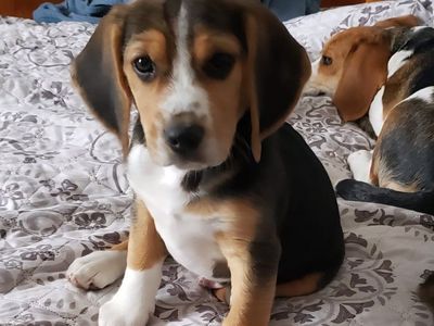 AKC BEAGLE PUPPIES