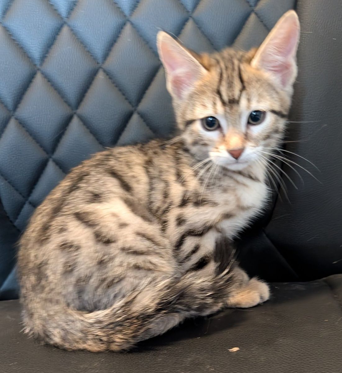 TICA Bengal Kitten