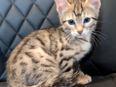 TICA Bengal Kitten