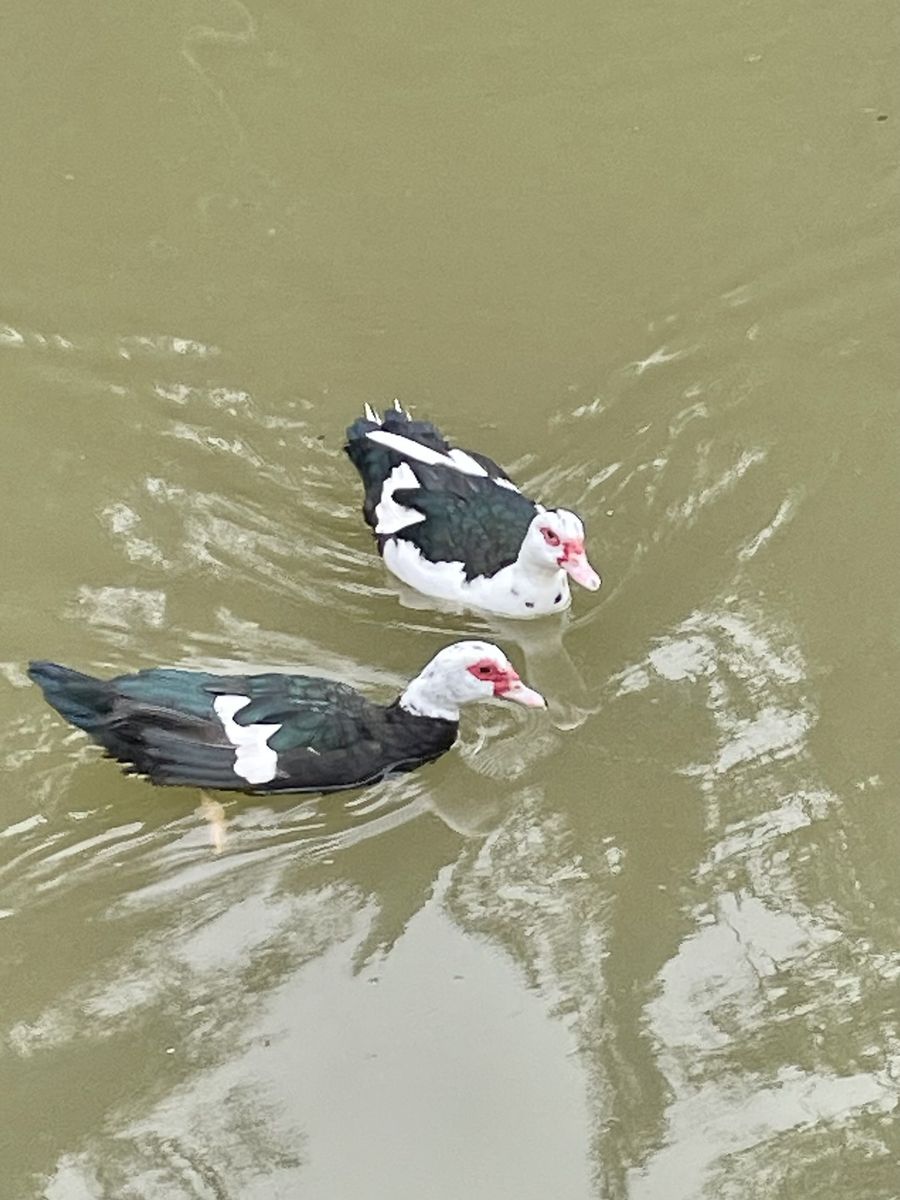 Free Muscovy ducks