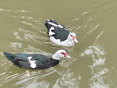 Free Muscovy ducks