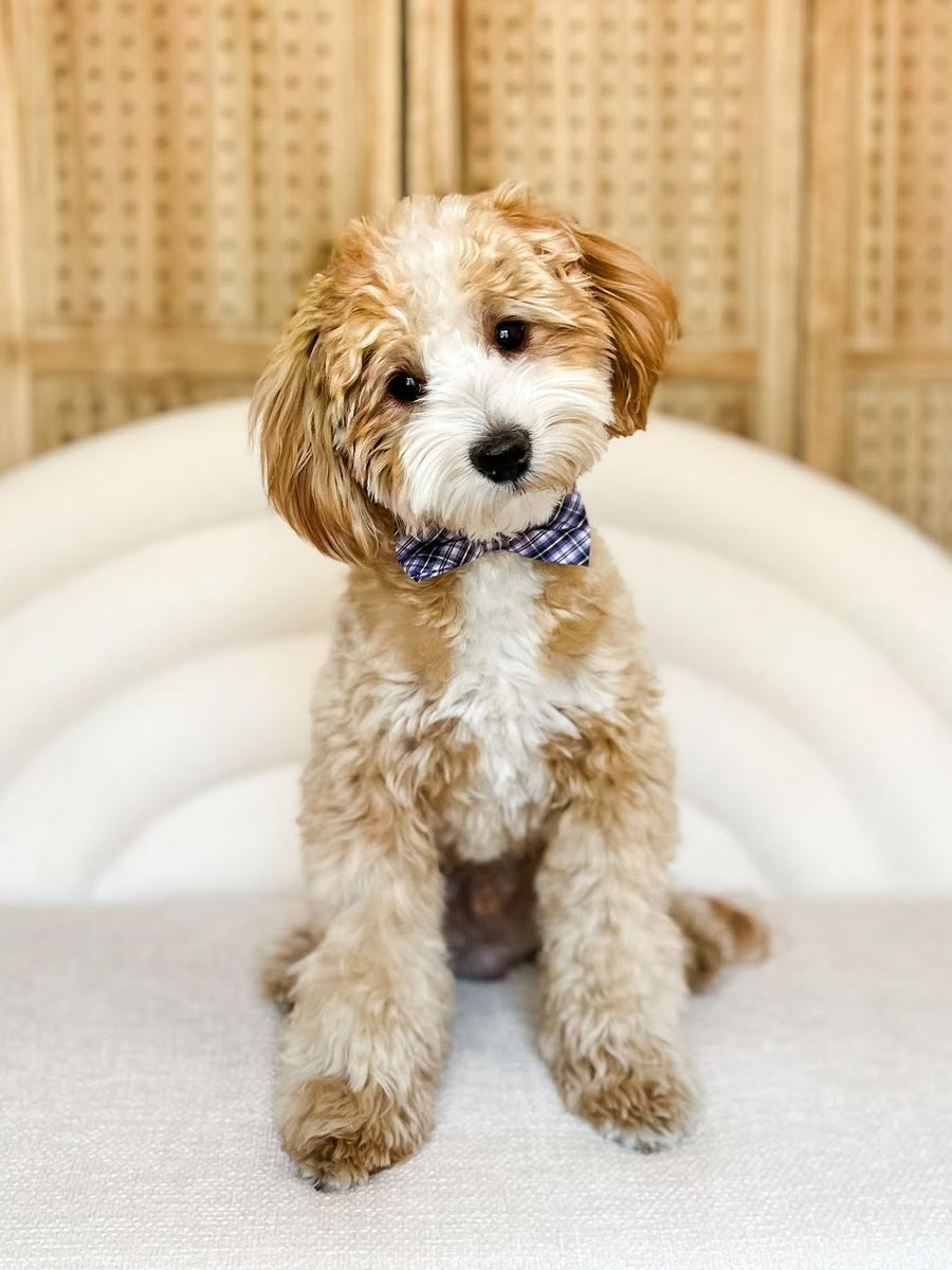 Toby - 13 lbs -/- 24.8% GR Tuxedo Multigen Toy Goldendoodle Stud