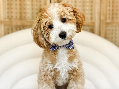 Toby - 13 lbs -/- 24.8% GR Tuxedo Multigen Toy Goldendoodle Stud