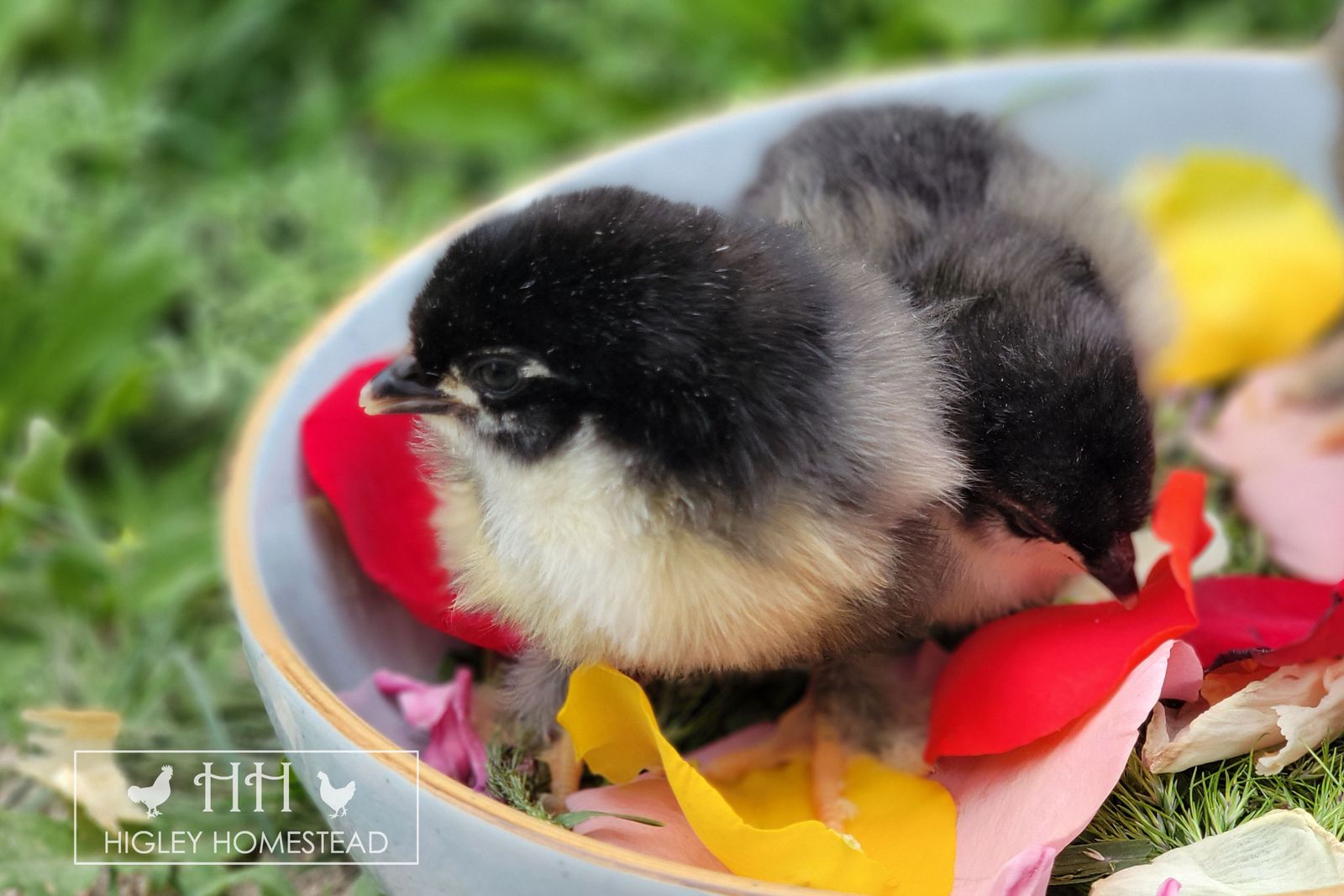 Spring Sale! - Blue and Black Copper Marans Chicks