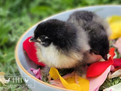 Spring Sale! - Blue and Black Copper Marans Chicks