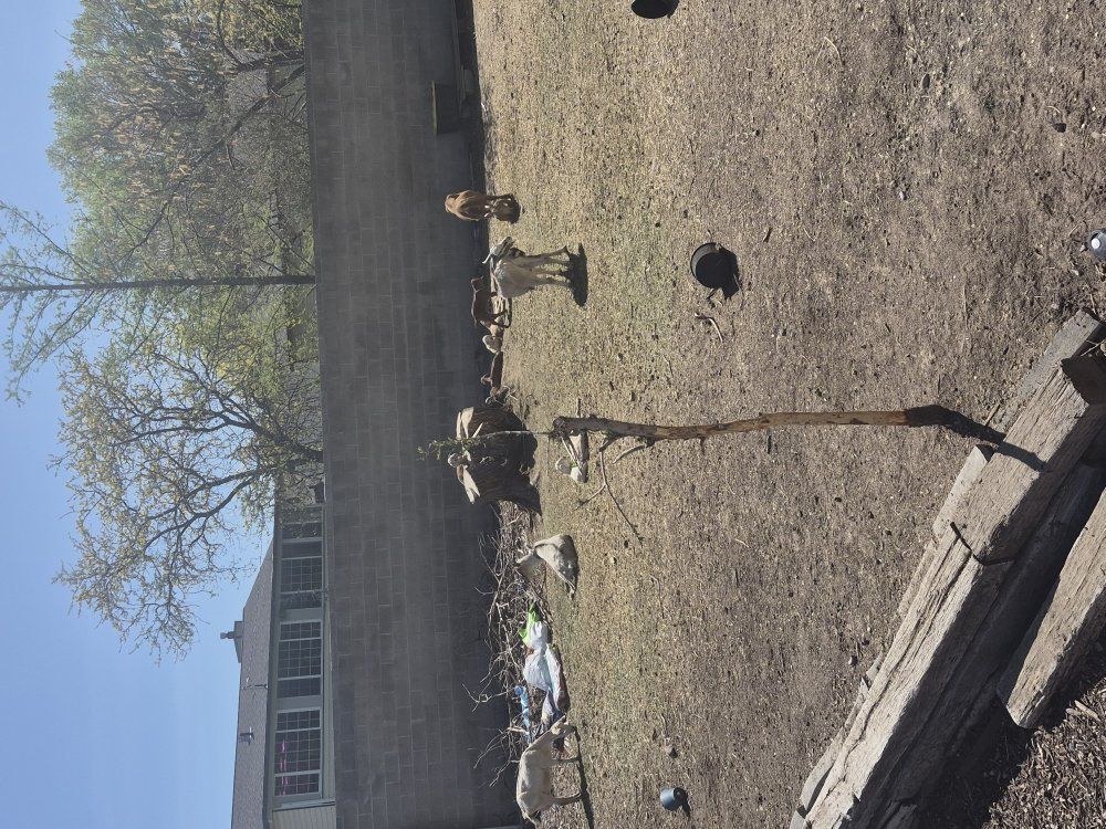 Goats for sell, cabras a la venta