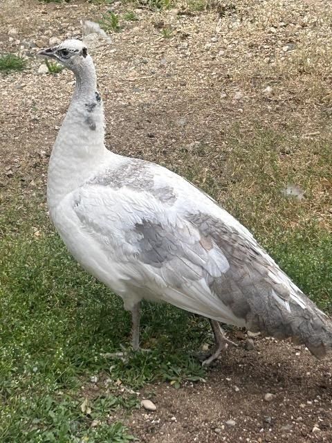 Frosty and Opal the Peafowl Pair