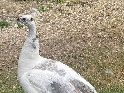 Frosty and Opal the Peafowl Pair