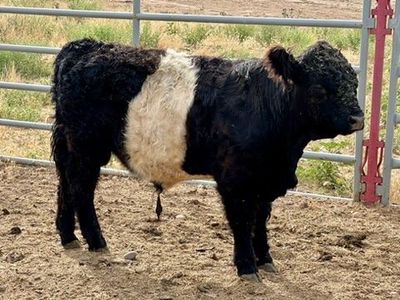 Full Belted Galloway Bull calf 8 mos. UT