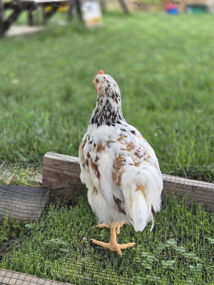 Aloha breed Cockerel -young rooster