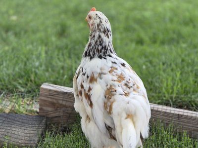 Aloha breed Cockerel -young rooster