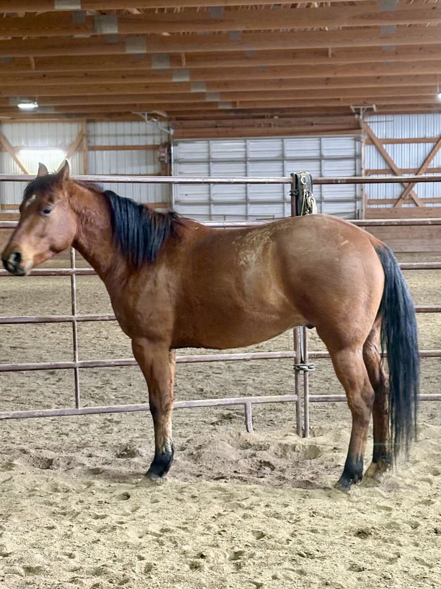 Registered AQHA 4yr Dun gelding Quarter Horse