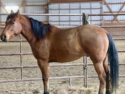 Registered AQHA 4yr Dun gelding Quarter Horse
