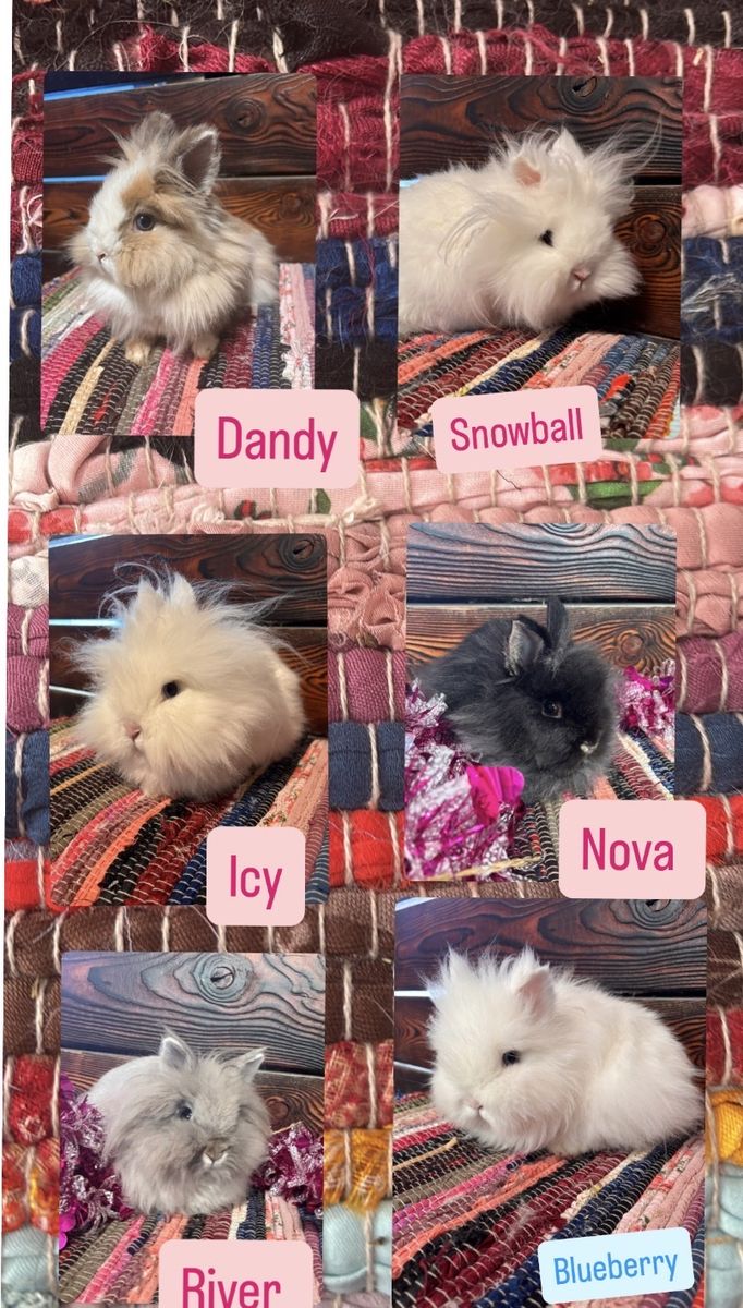 Lionhead rabbits