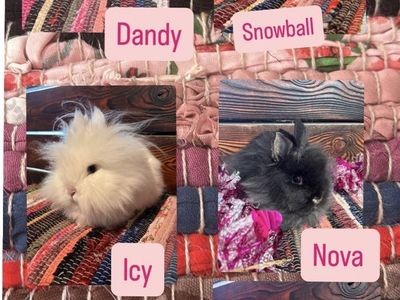 Lionhead rabbits