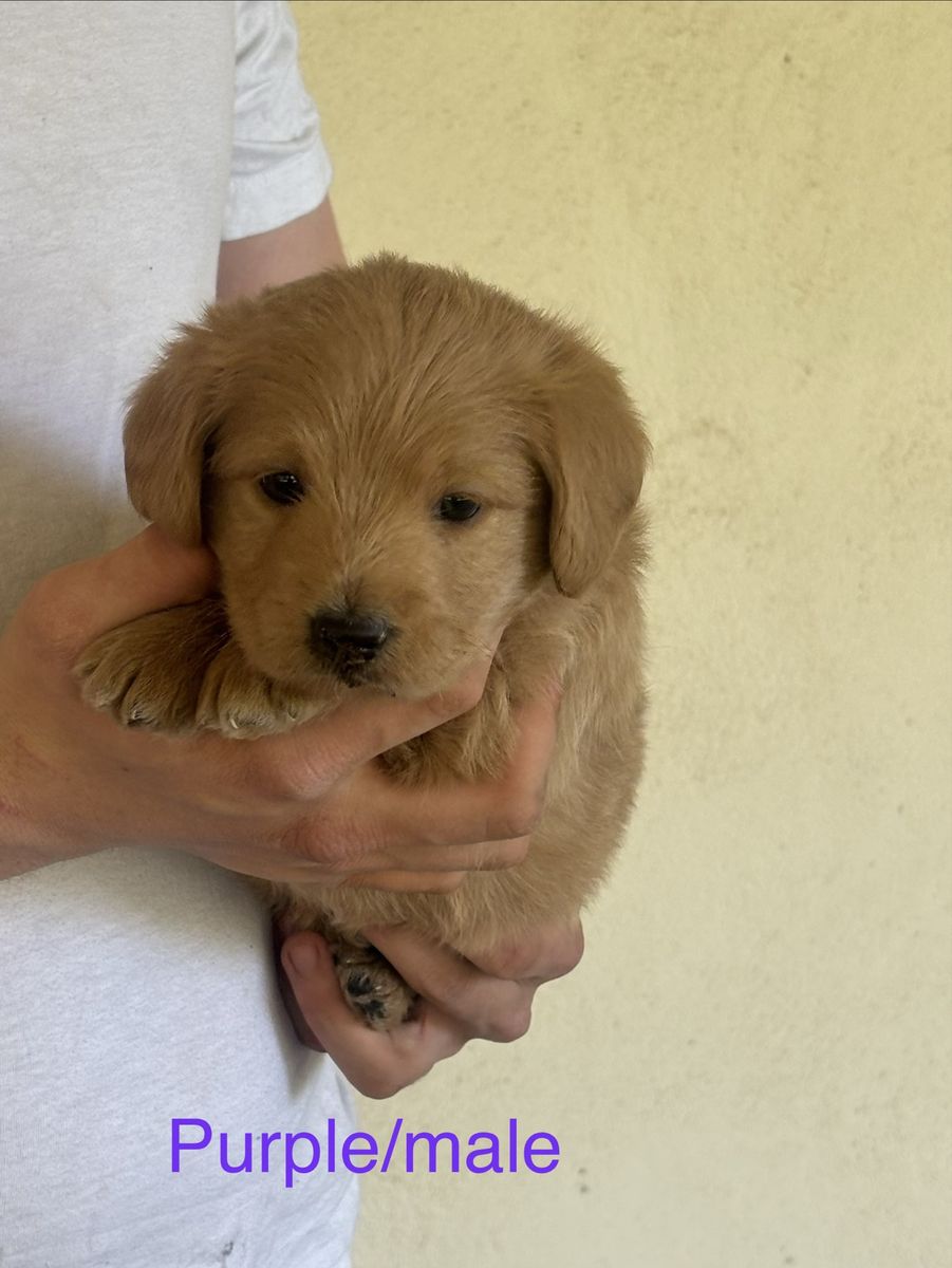 F1 Labradoodle Puppies Available Memorial Day!