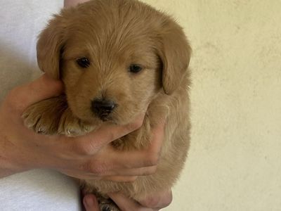 F1 Labradoodle Puppies Available Memorial Day!