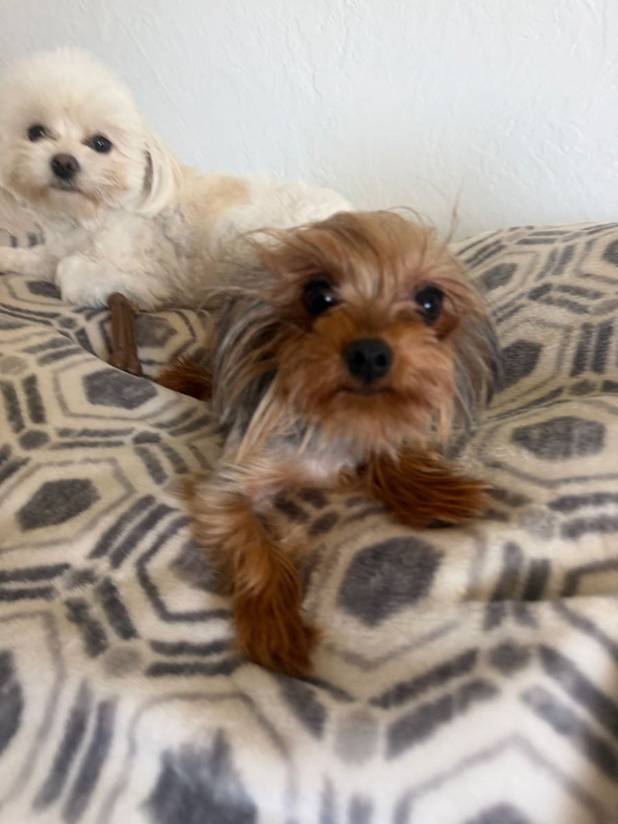 2 females3 Lbs Yorkie 7 1/2Lbs multi-Poo$750each they both are year and a half. I’ll be driving to Utah on the sixth if you are 