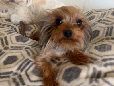 2 females3 Lbs Yorkie 7 1/2Lbs multi-Poo$750each they both are year and a half. I’ll be driving to Utah on the sixth if you are