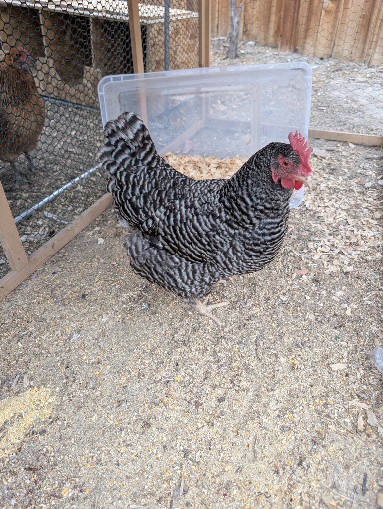 Barred Rock Hen - Healthy Backyard Chicken, Great Egg Layer FREE