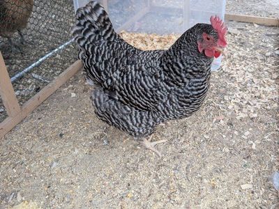 Barred Rock Hen - Healthy Backyard Chicken, Great Egg Layer FREE