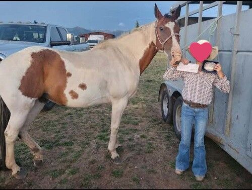Junior/High School Rodeo Deluxe - Minnie Mouse – 13yr old Grade Paint Mare