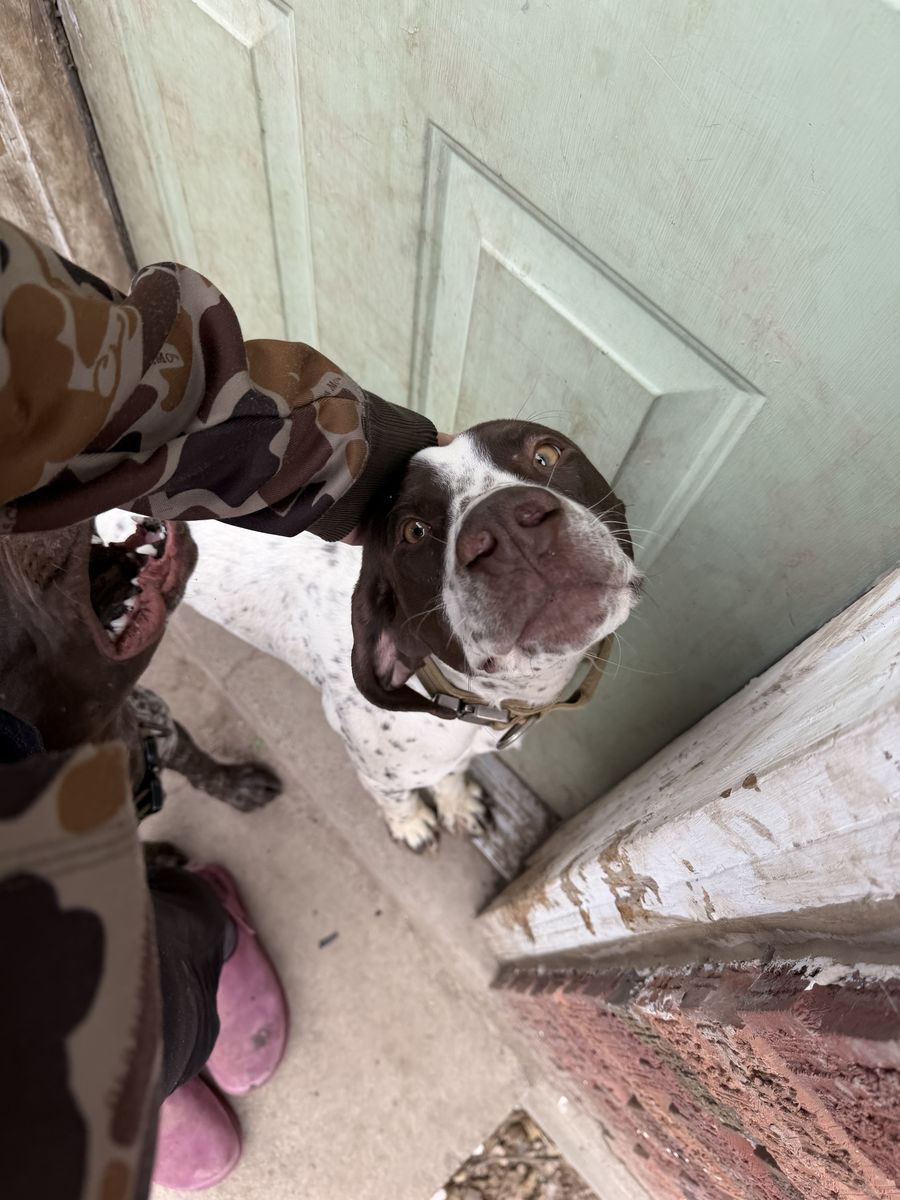 9mo old German Shorthaired Pointer