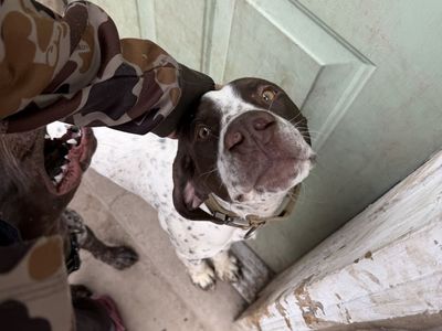 9mo old German Shorthaired Pointer