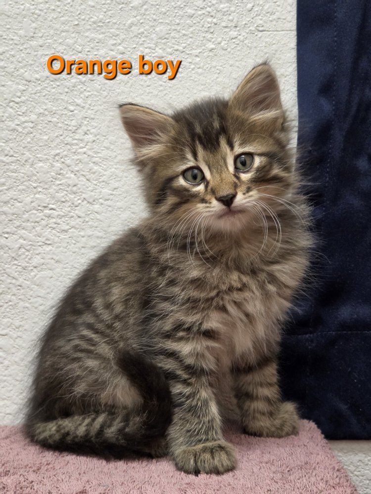 kittens ready Sept. 5th - 12th