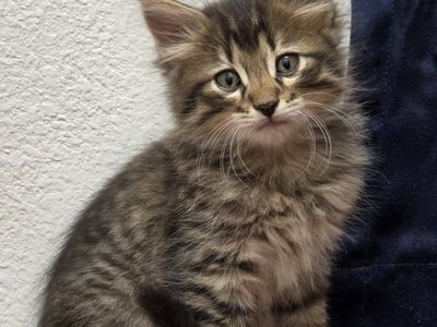 kittens ready Sept. 5th - 12th