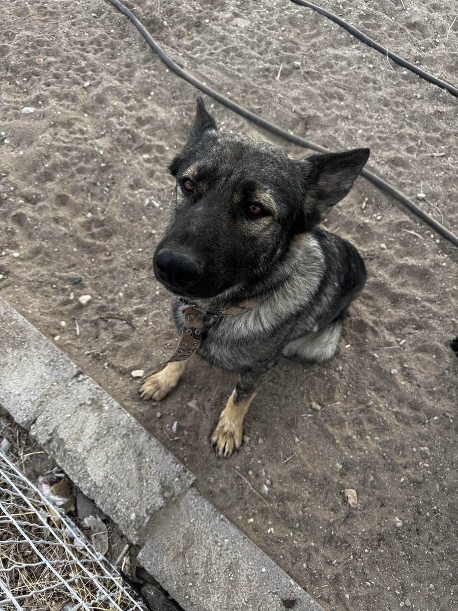 German Shepard/Belgian Malinois And Black Lab