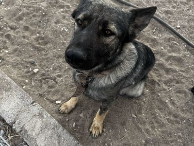 German Shepard/Belgian Malinois And Black Lab