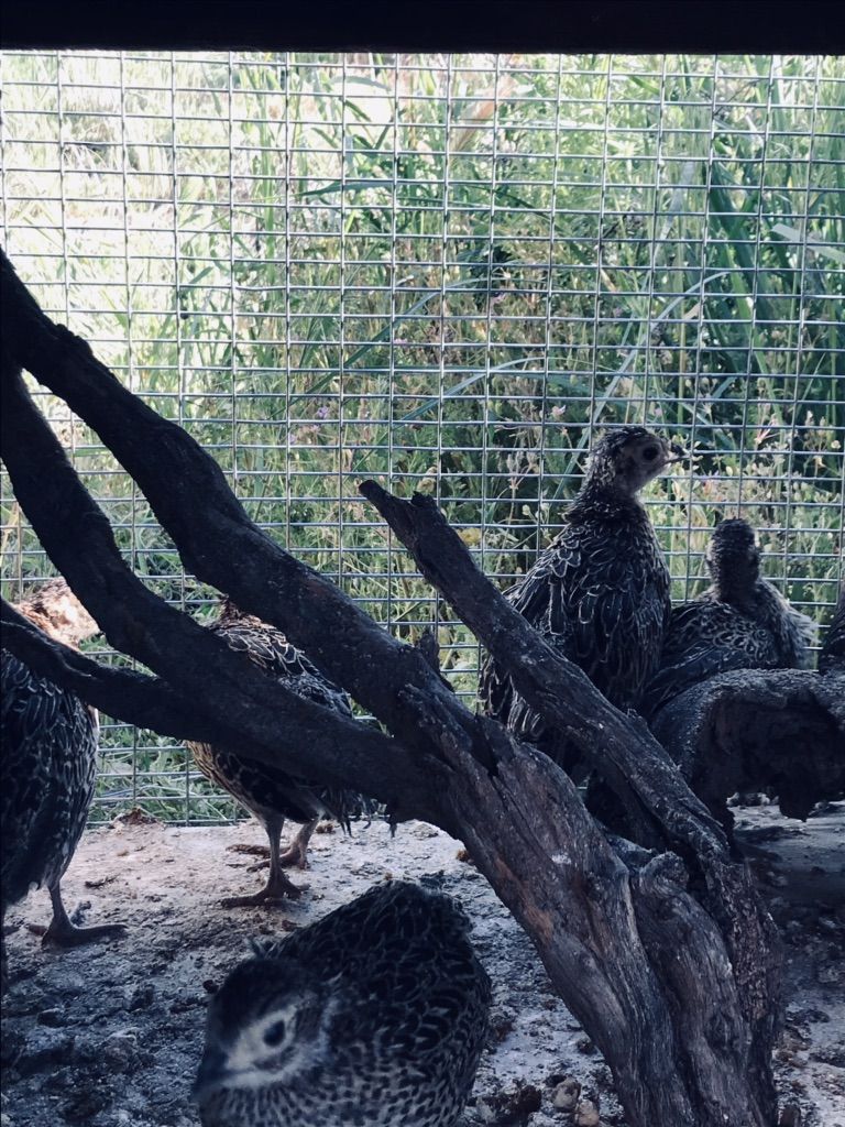 8 Week Old Ringneck Pheasants For Sale