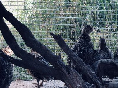 8 Week Old Ringneck Pheasants For Sale