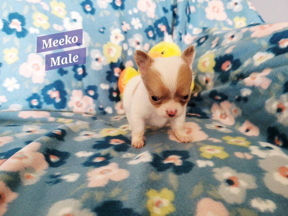 Akc Chihuahua Puppies