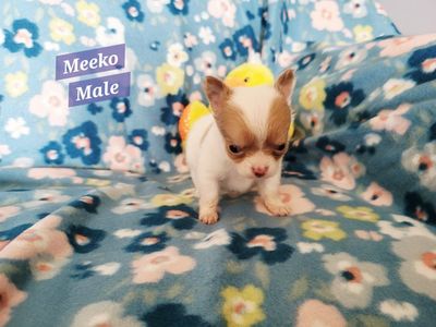 Akc Chihuahua Puppies
