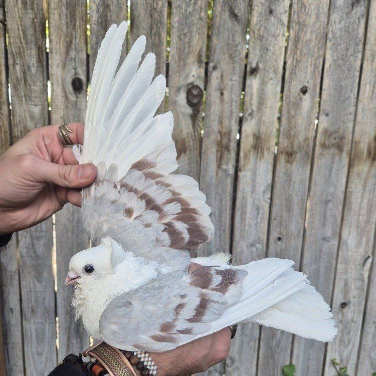 Female Old German Owl Pigeon