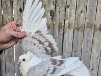 Female Old German Owl Pigeon