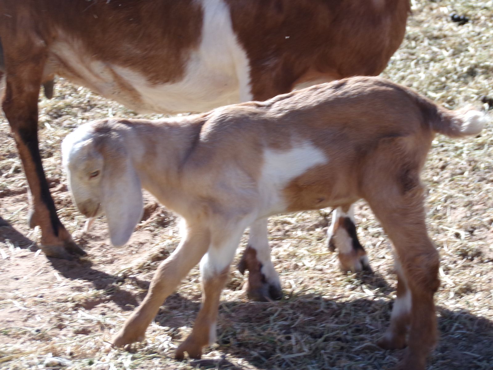 Purebred Nubian kids