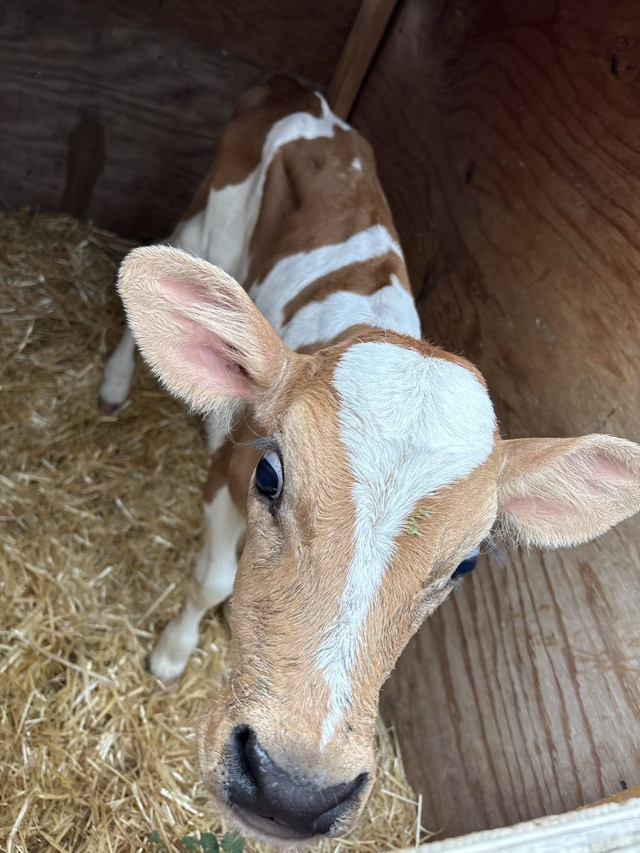Bottle calves