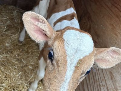 Bottle calves