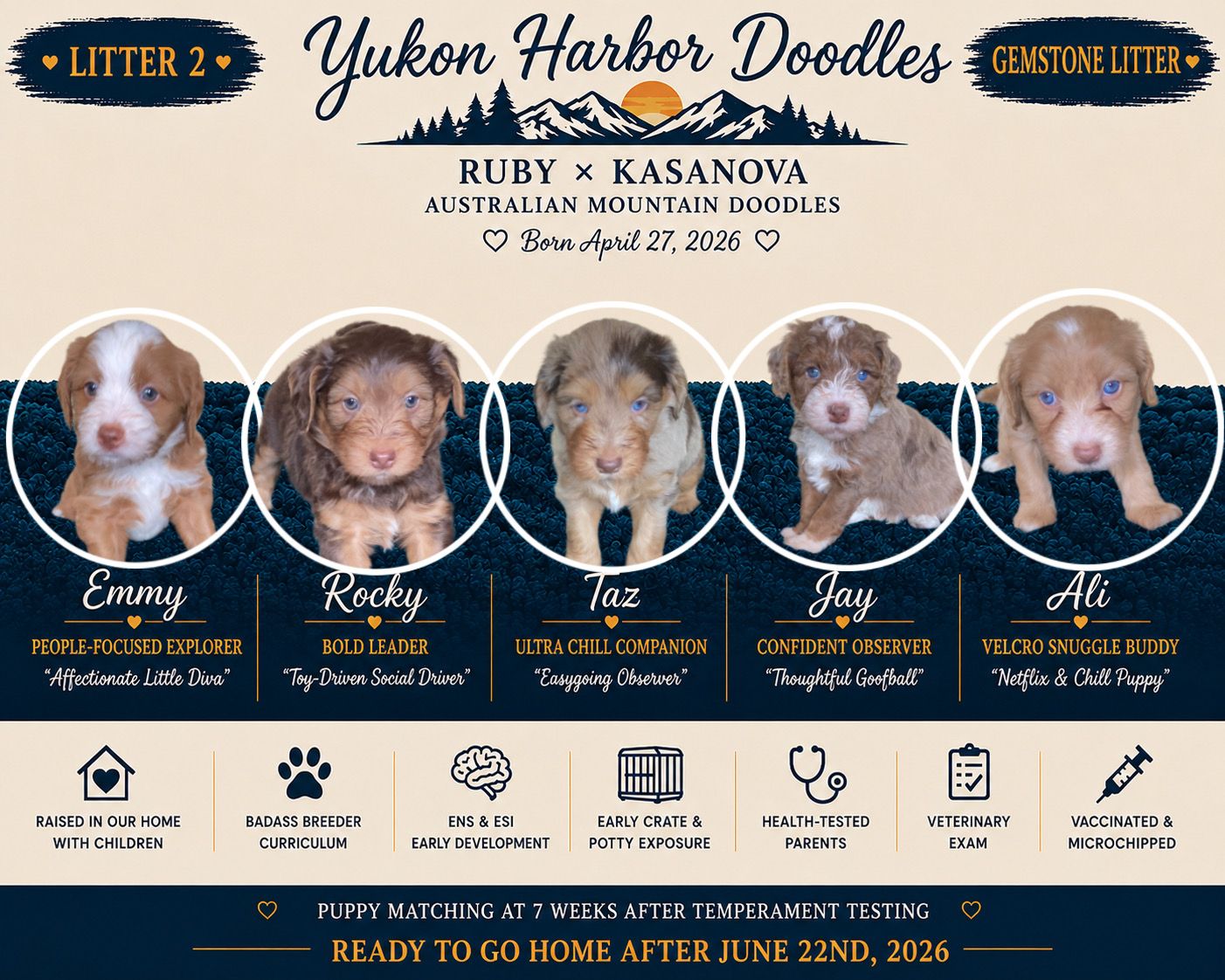 Beautiful Mini Australian Mountain Doodle Puppies – Ready June 22