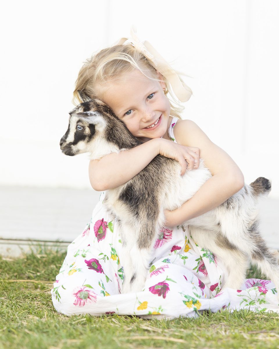 Nigerian Dwarf Baby Goats