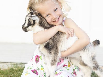 Nigerian Dwarf Baby Goats