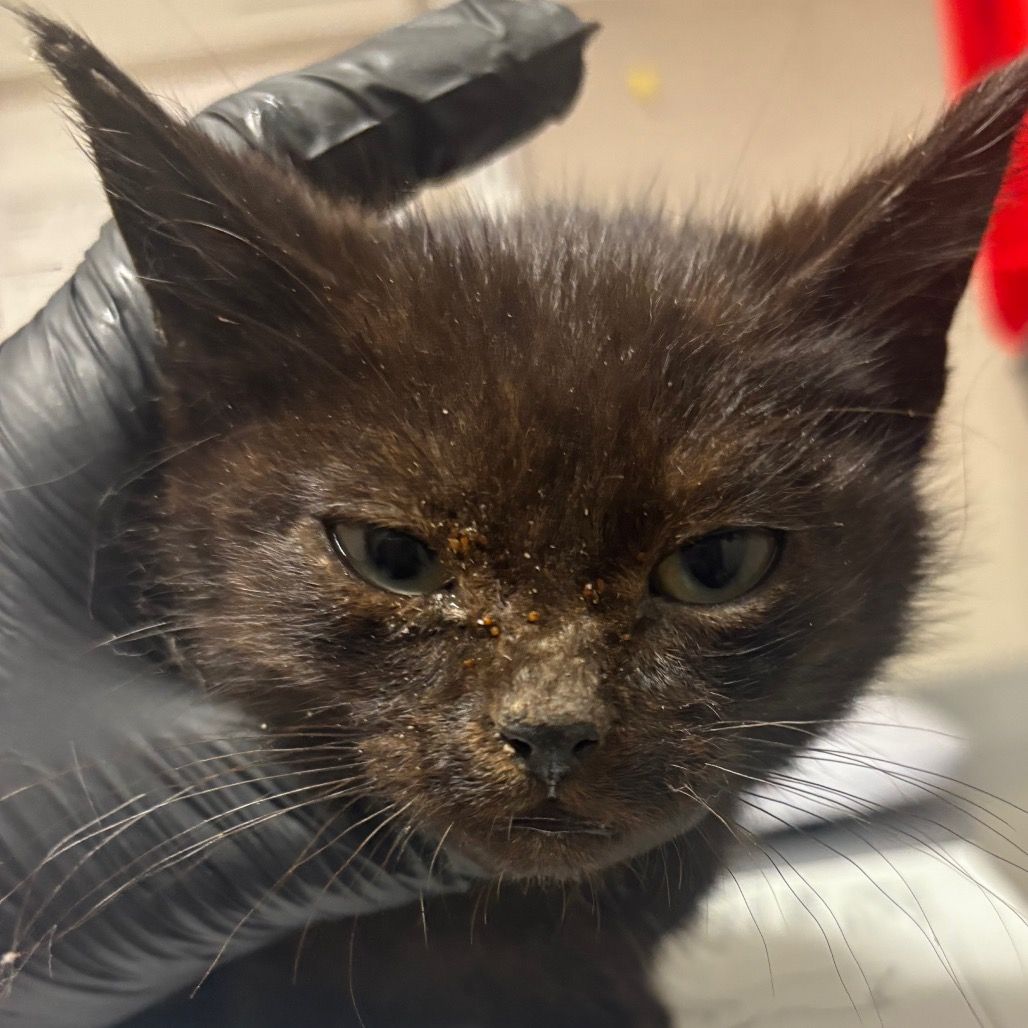 Hello my name is Emerald