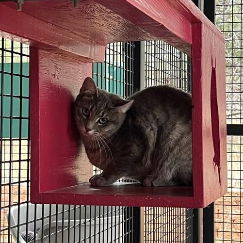 Hello my name is Dolce