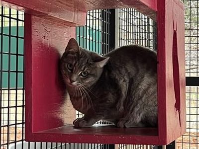 Hello my name is Dolce