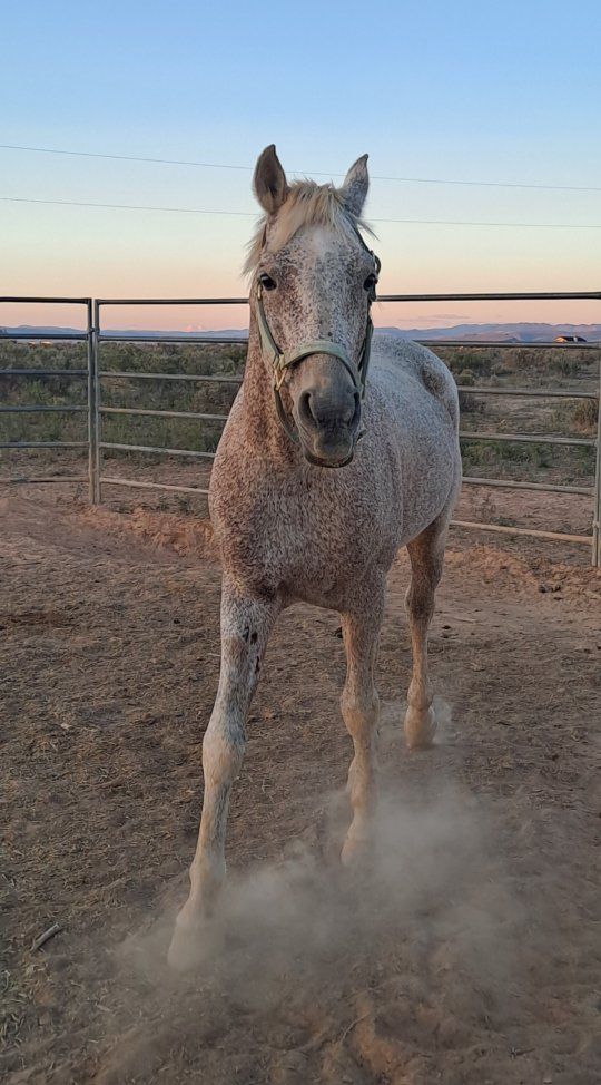 Arabian Stallion, up for Stud Service