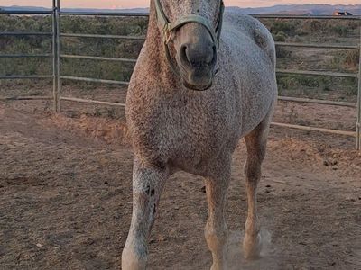 Arabian Stallion, up for Stud Service