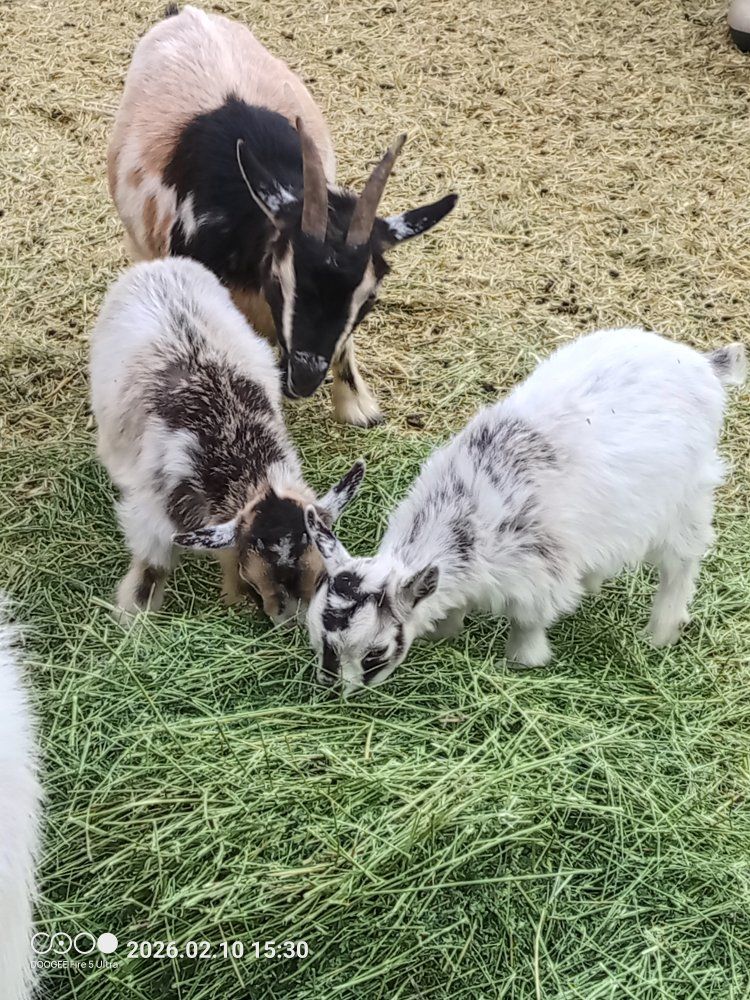 Full Pygmy Goats